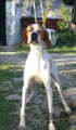 Pedigree ATOM DELLA RIVAZZA CH Pedigree ATOM DELLA RIVAZZA CH